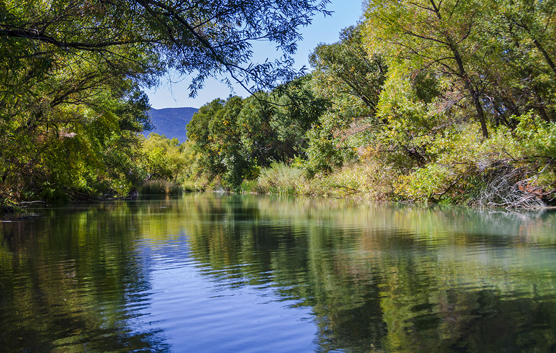 Widing river surrounded by green trees