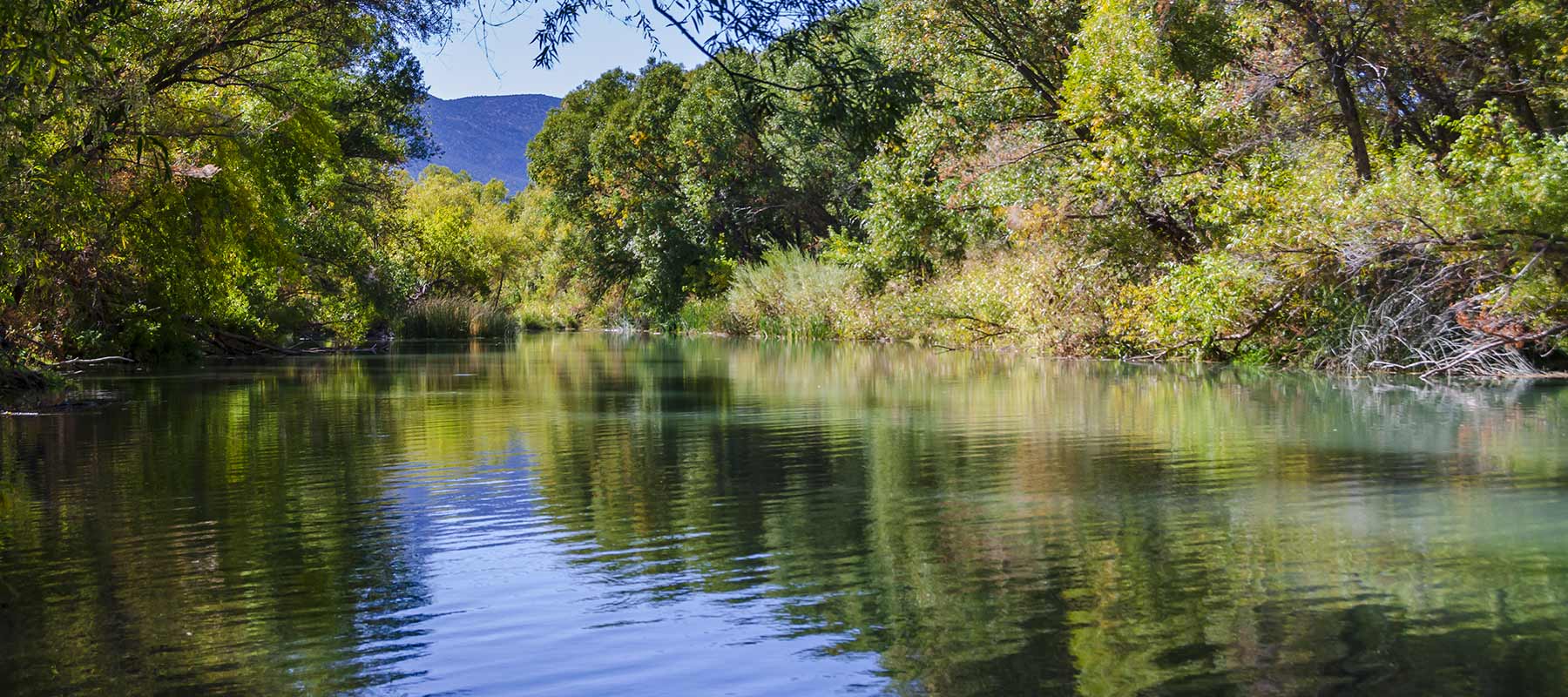 A lush river with green trees